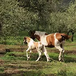 Frantoio Mafrica