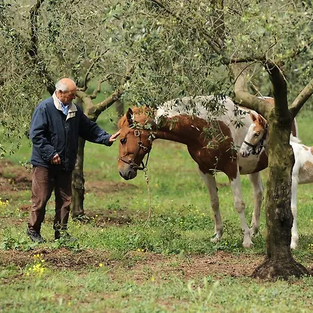 Frantoio Mafrica * Limbadi