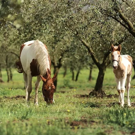 Séjour à la ferme Frantoio Mafrica