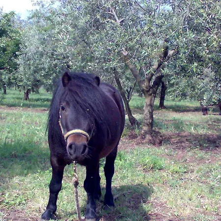 Frantoio Mafrica Bauernhof *