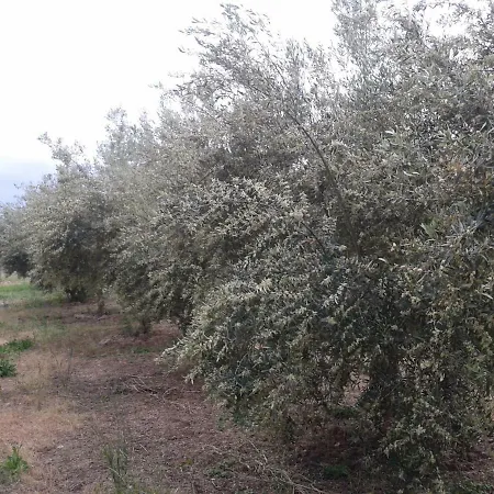 Agriturismo Frantoio Mafrica Farm stay Limbadi