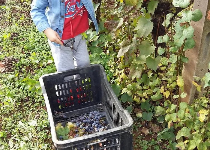 Frantoio Mafrica 农家乐 *