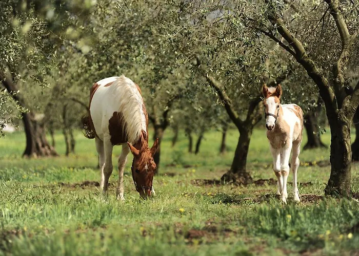 农家乐 Frantoio Mafrica