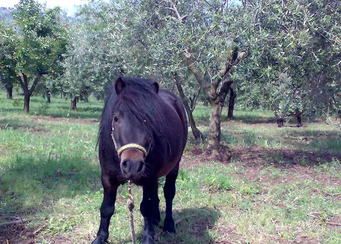 Frantoio Mafrica 农家乐 *