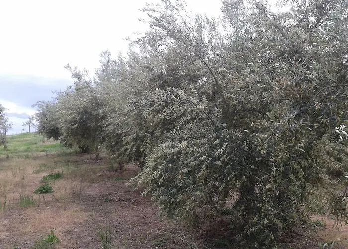 Frantoio Mafrica 农家乐 Limbadi